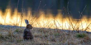Hare in morning light by a river.