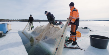 winter seine fishing of vendace