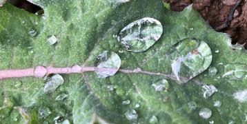 Leaf with droplets of water