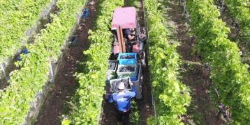 Man collecting grapes