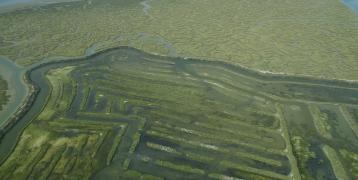 Tidal marshes