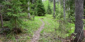 Small path in a pine forest in Finland.