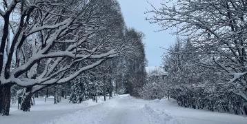 Road with trees covered in snow