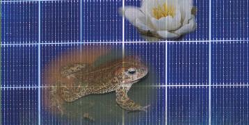 Solar-PV with biodiversity