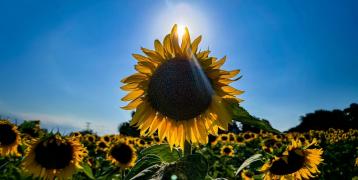 A sunflower stands tall in a vast field, perfectly aligned with the sun behind it, creating a radiant backlight that outlines its yellow petals in a golden glow. The dark center of the flower contrasts with the bright sky, and sunrays streak outward, adding a dreamy, summery effect. Surrounding the central flower, dozens of other sunflowers fill the field under the clear blue sky.