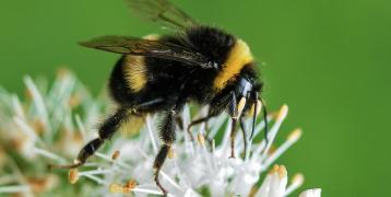 Improving territorial policies to address the decline of pollinators