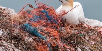Photo of sea bird on fishing nets