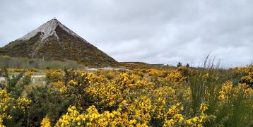 Plants in nature 