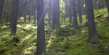 A boreal spruce forest on an ascending slope, green moss on the ground and sunlight filtering through the dusky trees