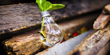 A plant growing inside a light bulb.