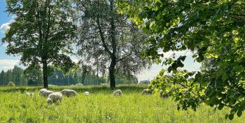 Sheep in greeny pasture RUT COPR