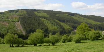 Panoramic view of a forested hillside in the Wallonia region of Belgium, showing a mix of coniferous and deciduous trees with open meadows in the foreground under a partly cloudy sky.
