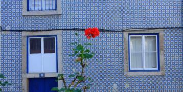 Rose in front of mosaic blue building COPR Isaure Suplisson