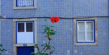 Rose in front of mosaic blue building COPR Isaure Suplisson Rose in front of mosaic blue building COPR Isaure Suplisson