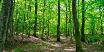Deciduous forest with green canopy and brown soil.