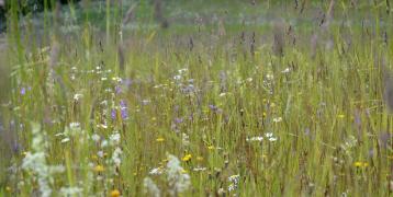 Latvian meadow in the summer.