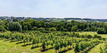 View of green landscape and vineyard View of green landscape and vineyard