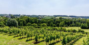 View of green landscape and vineyard