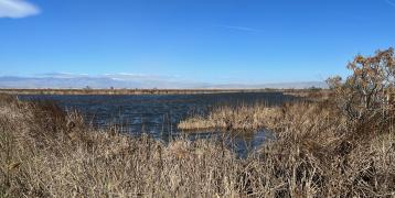 View of wetland