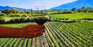 Vineyards in West Macedonia Region, Greece, with glass of red wine