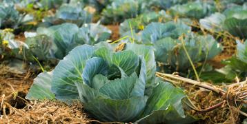 A field of healthy green cabbage plants