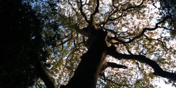 A large and monumental Oriental plane tree