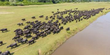 Buffaloes_Strymon_EKBY_Logothetis