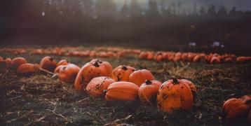 clusters of pumpkins in a field