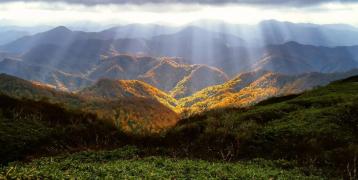 Forest in Marche Region (Italy)