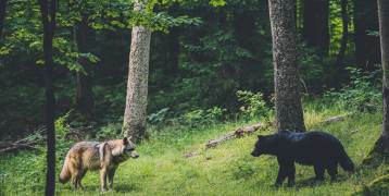  wolf and bear in the forest in slovenia
