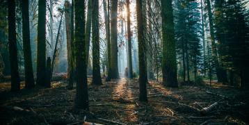 Sunlight filtering through tall coniferous trees in a dense forest with a mossy forest floor and scattered branches