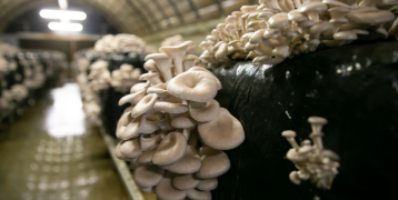 blocks of mushrooms