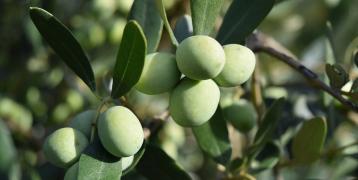 Olive fruiting in the Mediterranean