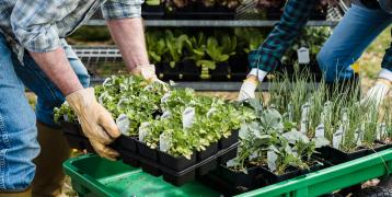 Farmers growning vegetables
