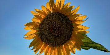 A vibrant sunflower stands tall in the foreground of a sunlit field, its golden petals glowing as the sunlight shines from behind, creating a striking silhouette. The clear blue sky and a sea of sunflowers in the background enhance the warm, summery atmosphere of the scene. Large green leaves frame the stem, adding texture and depth to the image.