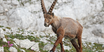 There is a Alpine Ibex