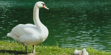 swan